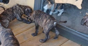Strong and healthy Presa Canario puppies for sale
