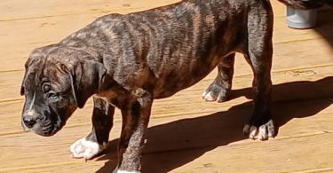 Strong and healthy Presa Canario puppies for sale