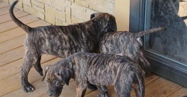 Strong and healthy Presa Canario puppies for sale