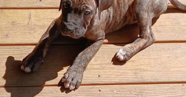 Strong and healthy Presa Canario puppies for sale