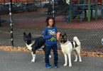 AKITA Puppies Coming Soon