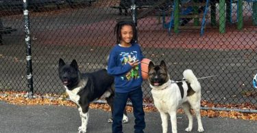 AKITA Puppies Coming Soon