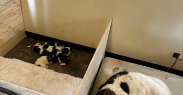 AKITA Puppies Coming Soon