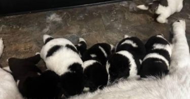 AKITA Puppies Coming Soon