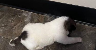 AKITA Puppies Coming Soon
