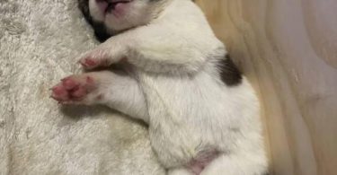 AKITA Puppies Coming Soon