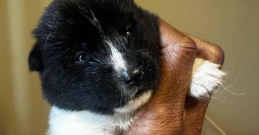 AKITA Puppies Coming Soon
