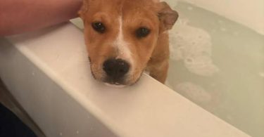 Male Husky Pitbull Mix Puppy