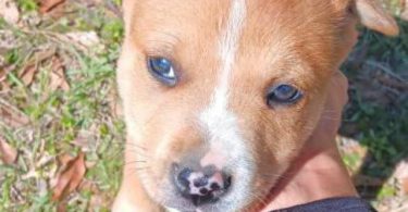 Male Husky Pitbull Mix Puppy
