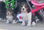 5 Beagle puppies