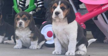 5 Beagle puppies
