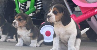 5 Beagle puppies