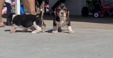 5 Beagle puppies