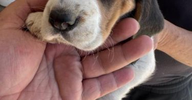 5 Beagle puppies