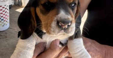 5 Beagle puppies