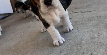 5 Beagle puppies