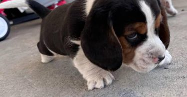 5 Beagle puppies