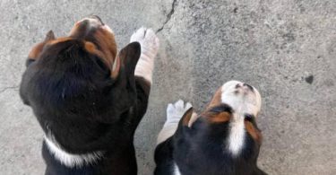 5 Beagle puppies