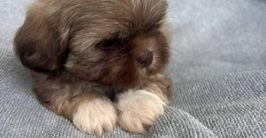 6 Full-blooded Shih Tzu puppies