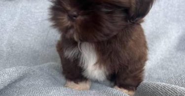 6 Full-blooded Shih Tzu puppies