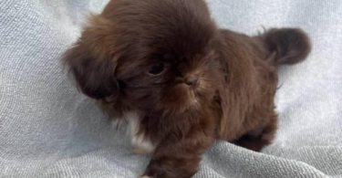 6 Full-blooded Shih Tzu puppies