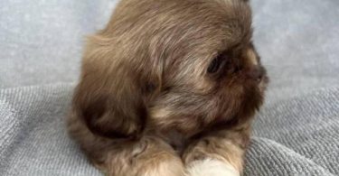 6 Full-blooded Shih Tzu puppies