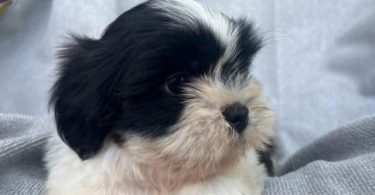 6 Full-blooded Shih Tzu puppies