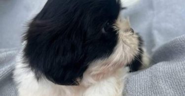 6 Full-blooded Shih Tzu puppies