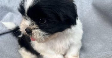 6 Full-blooded Shih Tzu puppies
