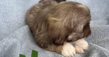 6 Full-blooded Shih Tzu puppies