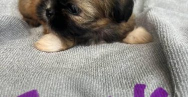6 Full-blooded Shih Tzu puppies