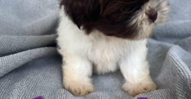 6 Full-blooded Shih Tzu puppies