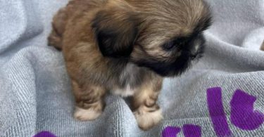 6 Full-blooded Shih Tzu puppies