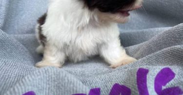 6 Full-blooded Shih Tzu puppies
