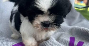 6 Full-blooded Shih Tzu puppies
