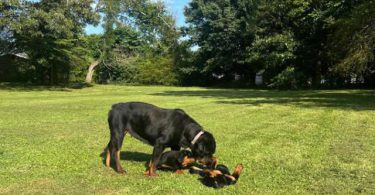 4 AKC Champion bloodline Rottweiler puppies for sale