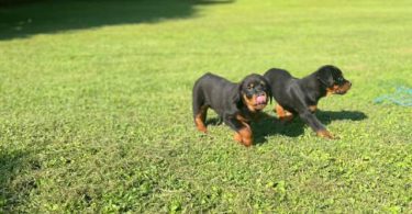 4 AKC Champion bloodline Rottweiler puppies for sale