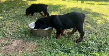 4 AKC Champion bloodline Rottweiler puppies for sale