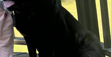 4 AKC Champion bloodline Rottweiler puppies for sale