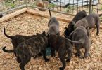 Dutch Shepherd Puppies – 13 Weeks Old