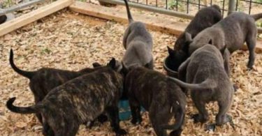 Dutch Shepherd Puppies – 13 Weeks Old