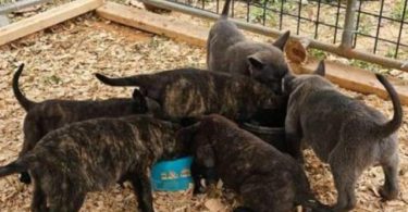 Dutch Shepherd Puppies – 13 Weeks Old