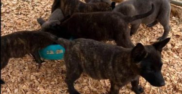 Dutch Shepherd Puppies – 13 Weeks Old