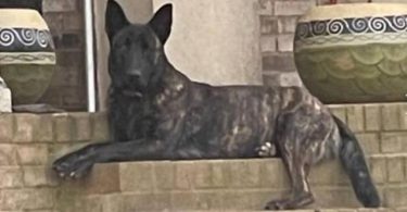 Dutch Shepherd Puppies – 13 Weeks Old
