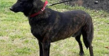 Dutch Shepherd Puppies – 13 Weeks Old