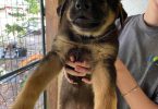 5 German Shepherd puppies for adoption