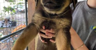 5 German Shepherd puppies for adoption