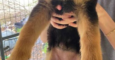 5 German Shepherd puppies for adoption