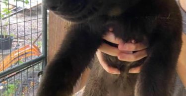 5 German Shepherd puppies for adoption
