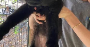 5 German Shepherd puppies for adoption